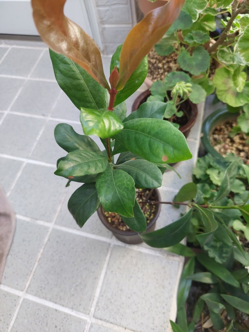 익소라 키우기 모든것!!! 익소라 번식, 꽃을 많이 피우는 방법 기타등등 : 네이버 블로그, image size:800x1067