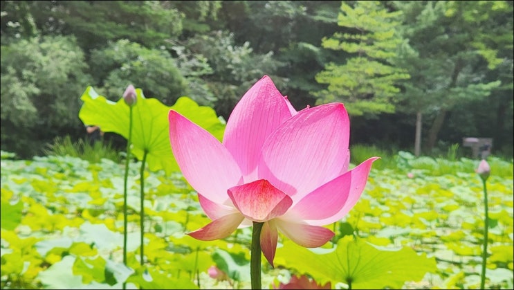  남양주 봉선사 연꽃 (feat. 연꽃축제, 카페, 주차)