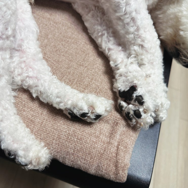  강아지 다리떨림 원인 7가지를 알려드릴게요
