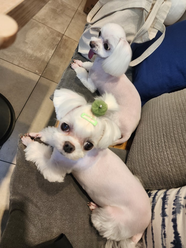  지구방위대 와리 & 흰돌이~~~