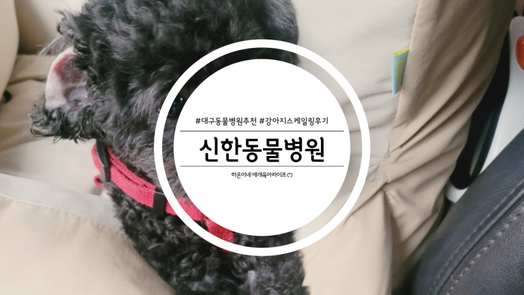  대구 침산동 신한동물병원 6살 강아지 스케일링 후기