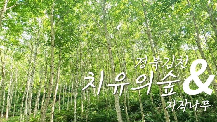  국립 김천 치유의 숲 자작나무숲  잣나무숲 경북에서 만나는 국유림 힐링여행