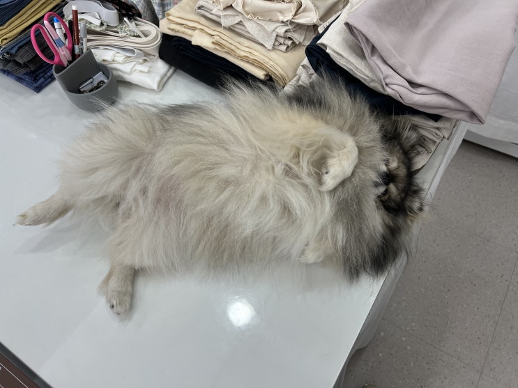  꾸꾸 뱃살 구경!