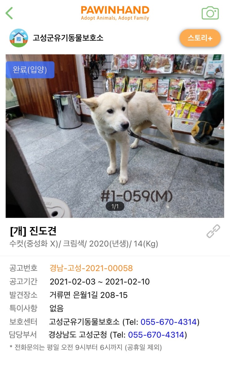  경남 고성 유기견 센터 출신  든든한 둘째 진도견 마루