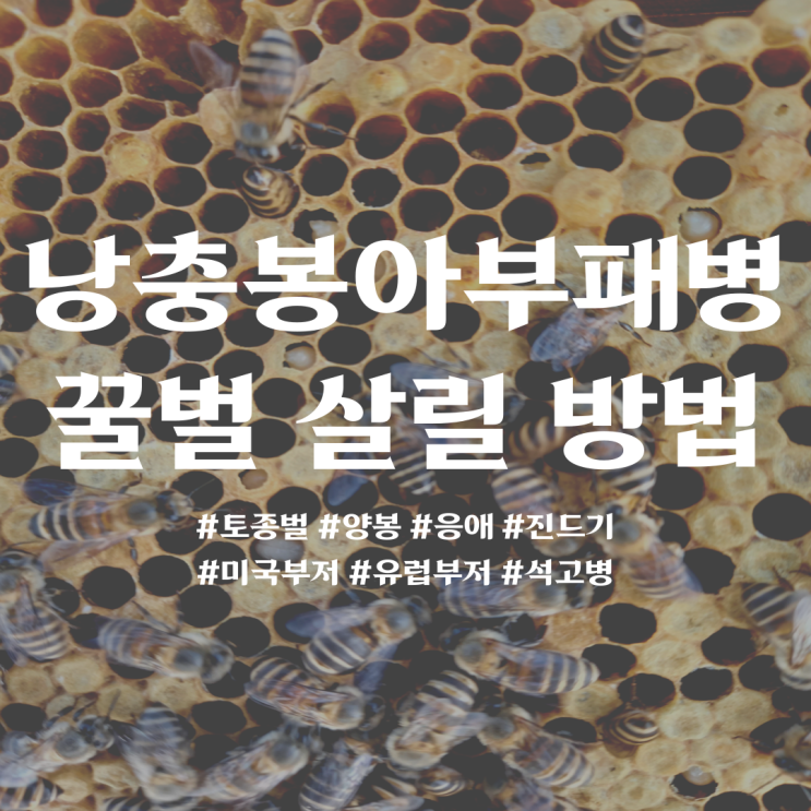  낭충봉아부패병 치료 해결방안 꿀벌 살릴 방법