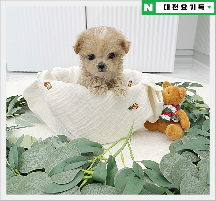  대전 말티푸 가격 썸머 할인 시작