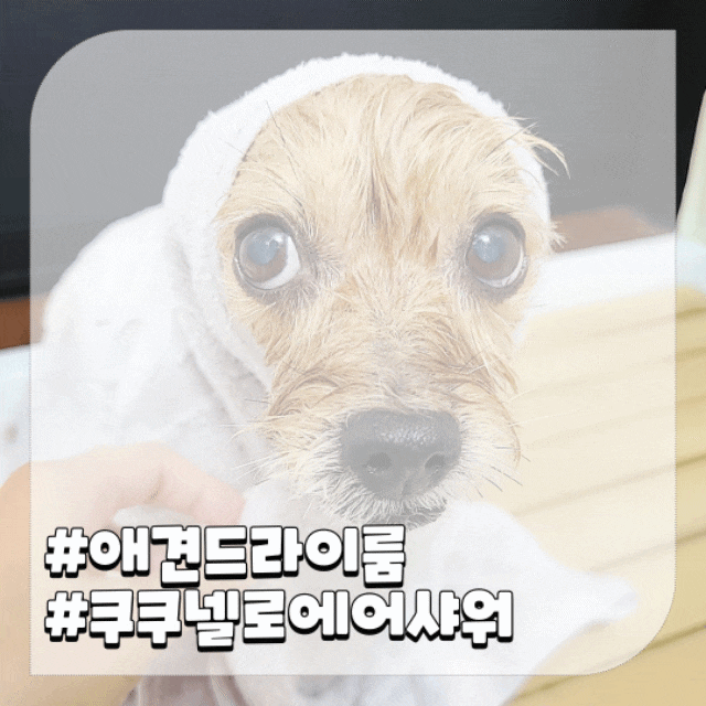  애견 목욕 후 강아지 털말리기 ,넬로 펫드라이룸