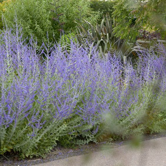  러시안 세이지 (Perovskia atriplicifolia) 관리 방법