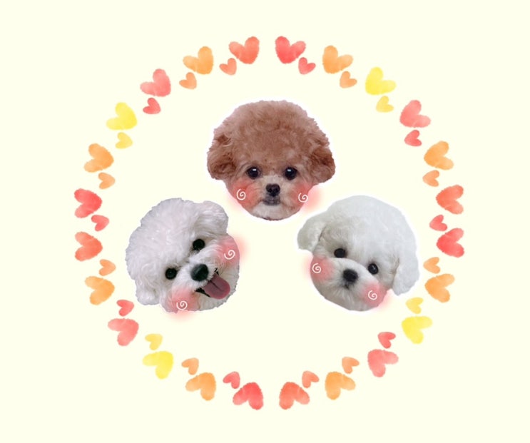  셋째가 찾아왔어요! / ️밁쿵뽄희네️ / 다견가정 / 딸딸딸