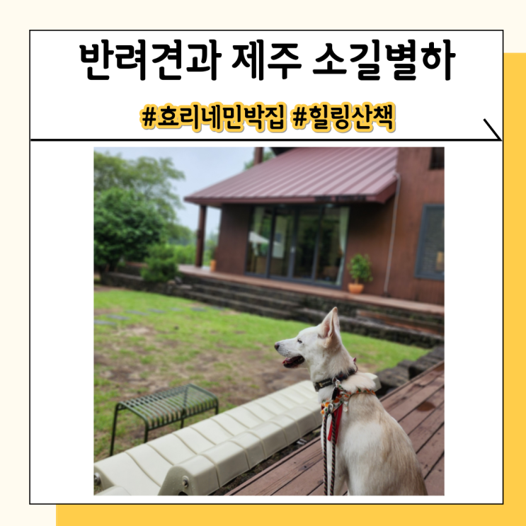 제주 소길별하 애견동반 가능한 효리네민박 집 살펴보기