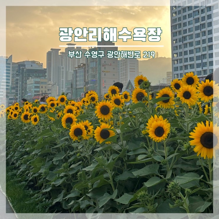  부산 광안리 해수욕장 해바라기와 드론쇼 그리고 밀락더마켓