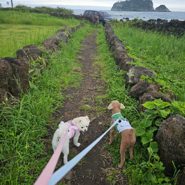  댕댕이와 바다산책  법환포구올레7코스바다뷰 너무 이뻐요