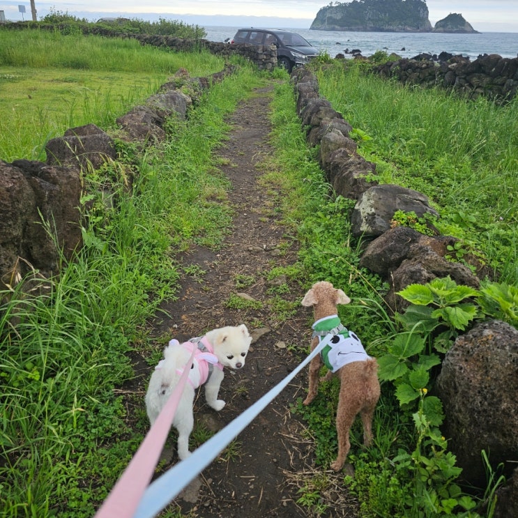 댕댕이와 바다산책  법환포구올레7코스바다뷰 너무 이뻐요