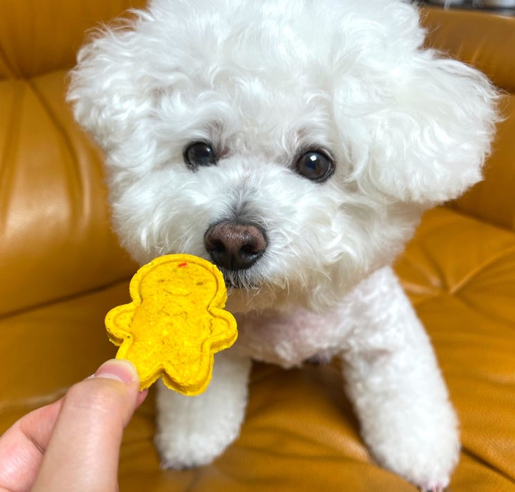  대구 애견수제간식 호두마루의간식공장 잘먹는 비숑️