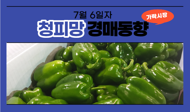  [경매사 일일보고] 7월 6일자 가락시장 청피망 경매동향을 살펴보겠습니다!