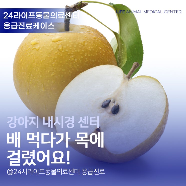 대구 강아지내시경 : 간식먹고 켁켁하는 응급상황 / 배 먹다가 목에 걸렸어요