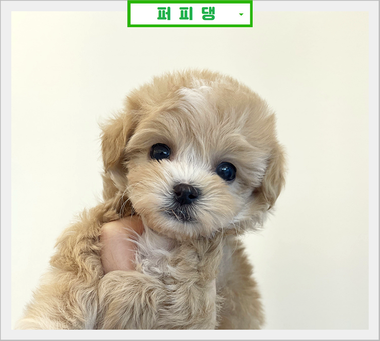  보령강아지분양 크림포메라니안분양 너무나 소중한