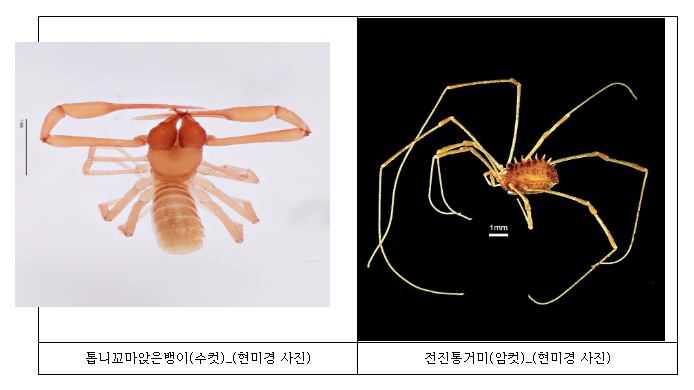 우리나라 최초로 눈 없는 신종 거미 발견 우리나라 최초로 눈 없는 신종 거미 발견