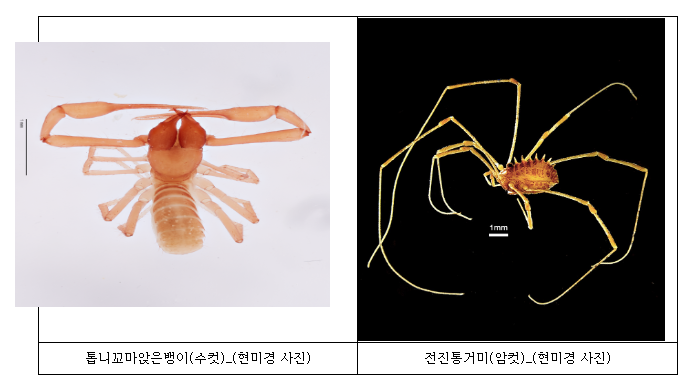 우리나라 최초로 눈 없는 신종 거미 발견