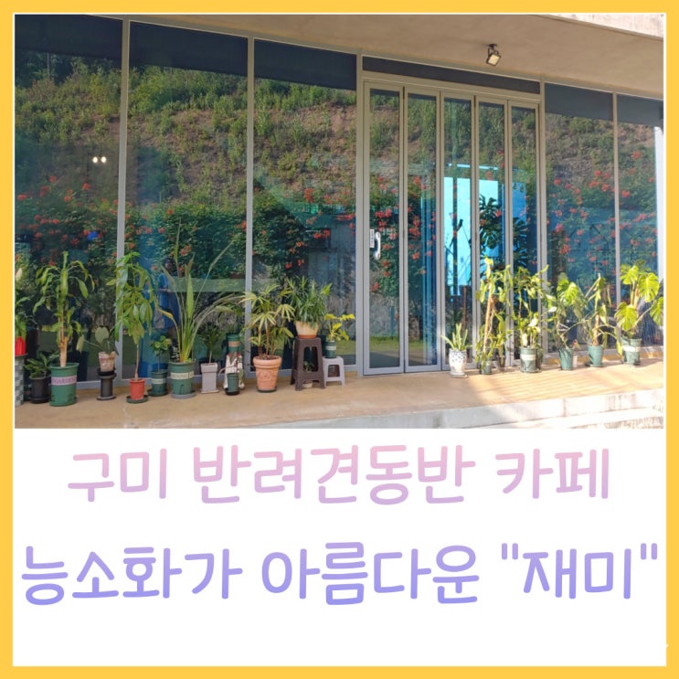  구미반려견동반카페 카페 재미 능소화가 이뻐요