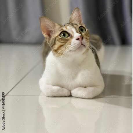  고양이 식빵 자세는 왜 이리 귀여울까?