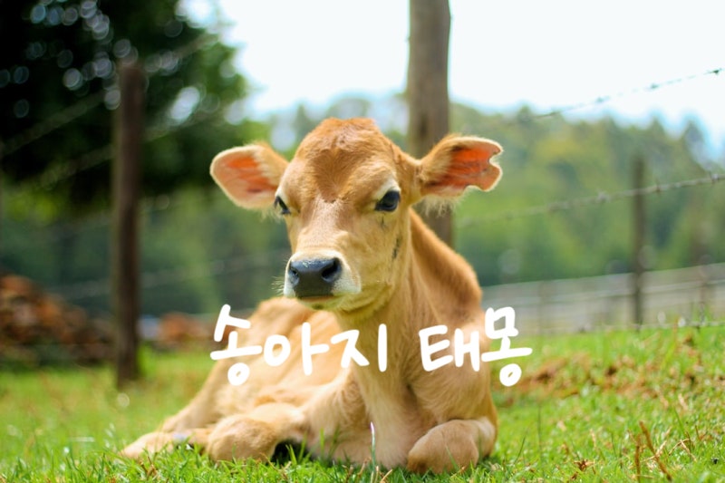 송아지 태몽 새끼송아지꿈 송아지 낳는 꿈해몽