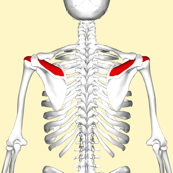  극상근(supraspinatus muscle 가시위근 = 가시 위 근육)  및 힘줄(건)의 기시 종지 정지 작용 신경 지배 강화 운동?