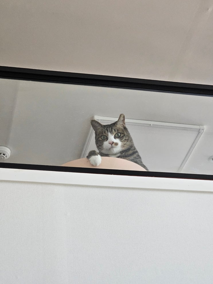  고양이 모래_화이트홀 모래_카사바 모래 추천_사용 후기