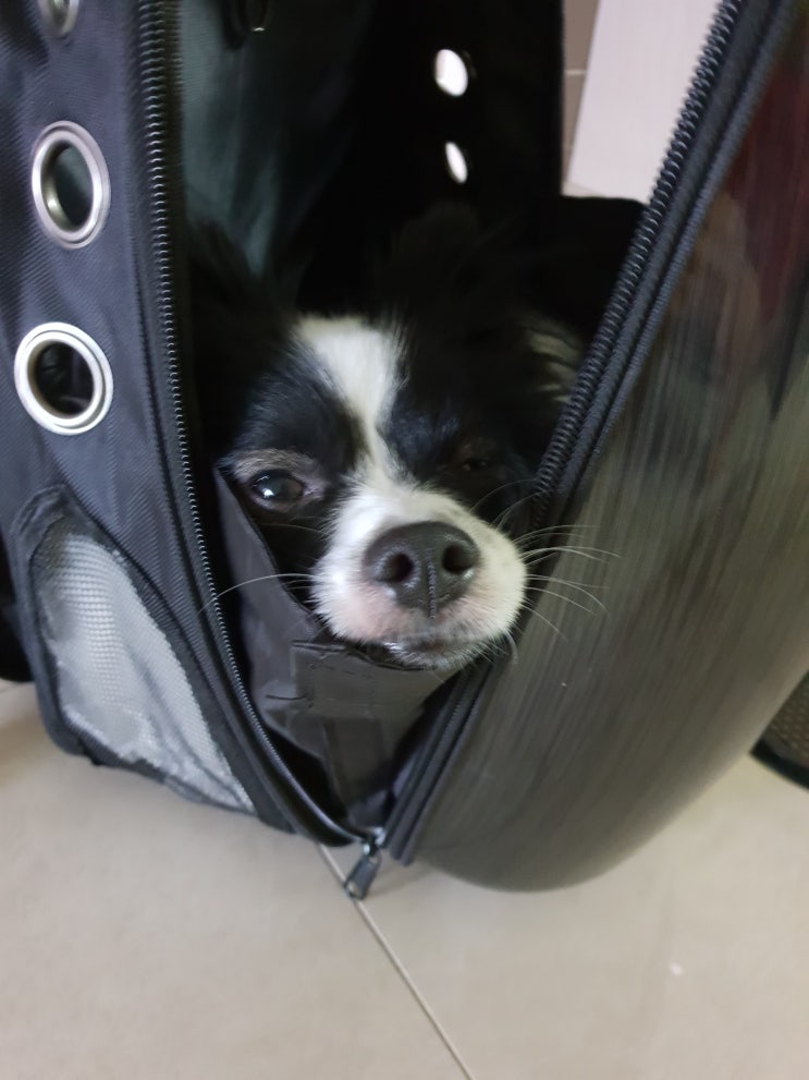 유용하게 사용하는 강아지 우주선 가방