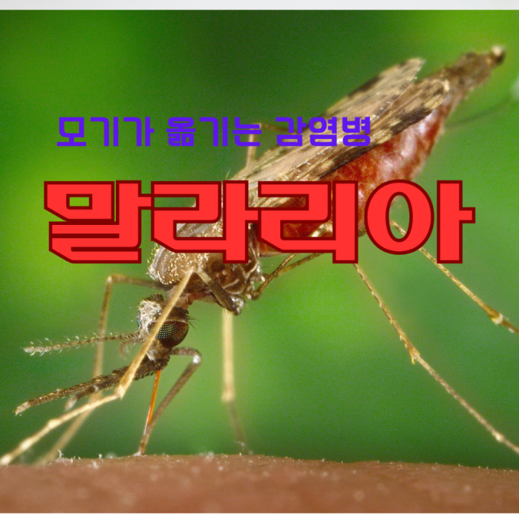 모기가 옮기는 감염병 <b>말라리아</b> 증상및 잠복기 <b>경보</b> 발령지역은... 
