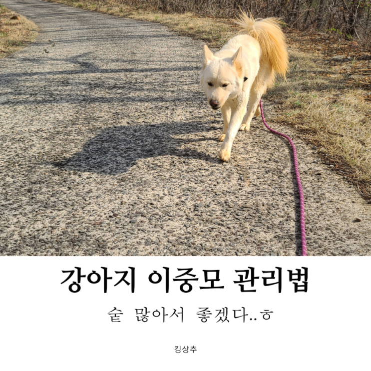  강아지 속털과 겉털? 강아지 이중모 견종과 이중모 관리법