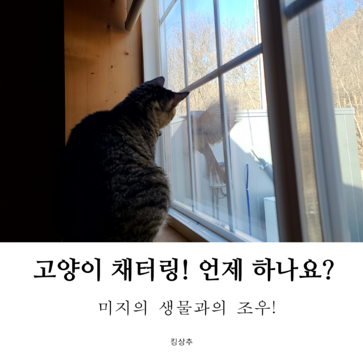  고양이가 이상한 소리를 내요 고양이 채터링