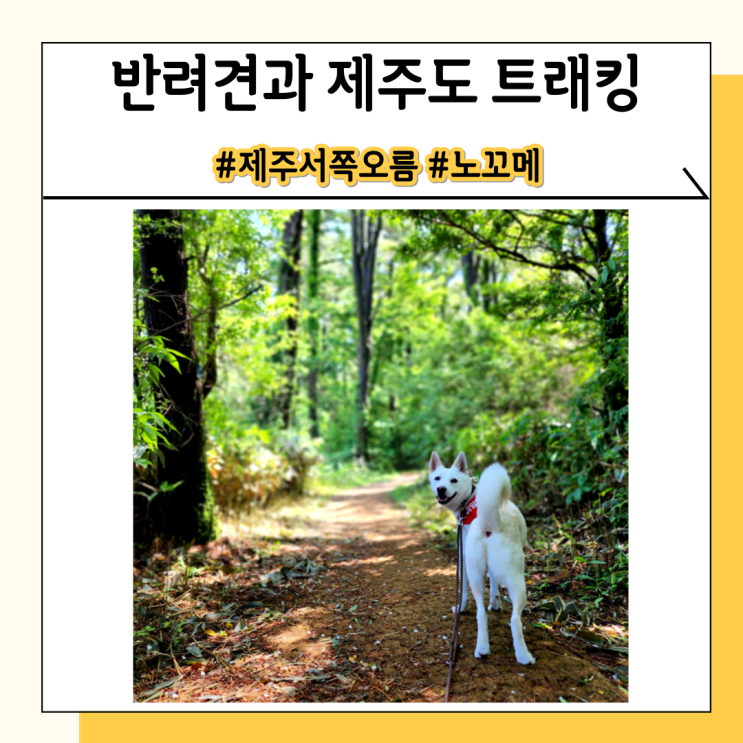 제주 서쪽 오름 추천 노꼬메오름(반려견과 함께 트래킹) 제주 서쪽 오름 추천 노꼬메오름(반려견과 함께 트래킹)