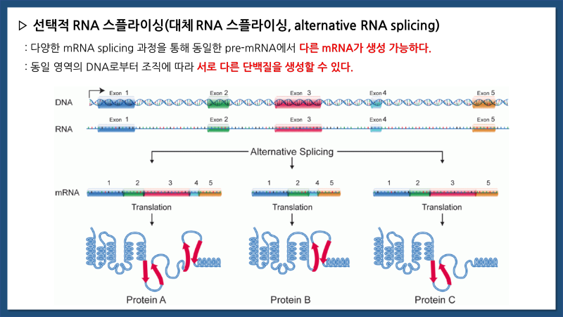 진핵세포의 전사 후 과정(RNA 가공, RNA Processing) : 네이버 블로그