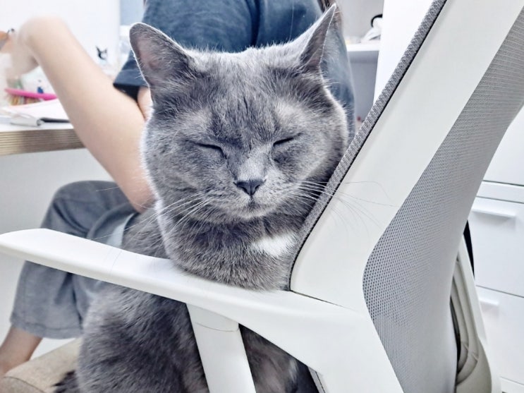  고양이 이름 추천 삼색 회색 흰색 털 색깔에 따른 각종 순위