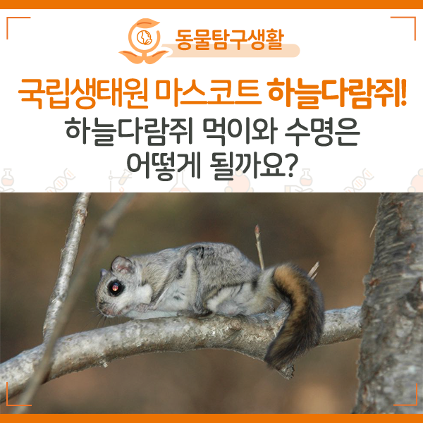 [NIE 탐구생활] 국립생태원 마스코트 하늘다람쥐! 하늘다람쥐 먹이와 수명은 어떻게 될까요?