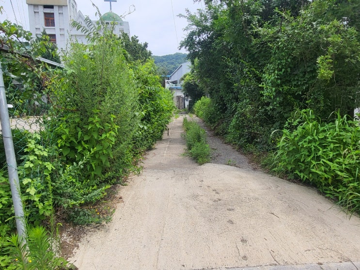  복날도 아닌데 삼계탕을 먹은 날