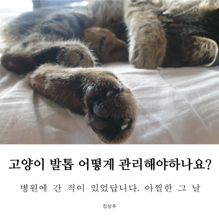  고양이 발톱 어떻게 관리해야 하나요? 고양이 발톱 관리 방법