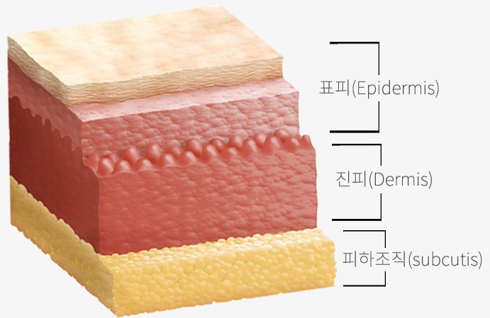 [피부구조] 표피(Epidermis): 각질, 투명, 과립, 유극, 기저 : 네이버 블로그