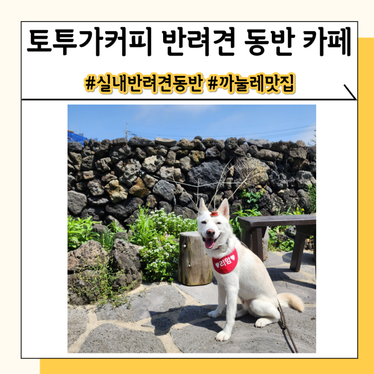 제주도 강아지동반 카페 토투가커피 오션뷰와 함께 여유를 제주도 강아지동반 카페 토투가커피 오션뷰와 함께 여유를
