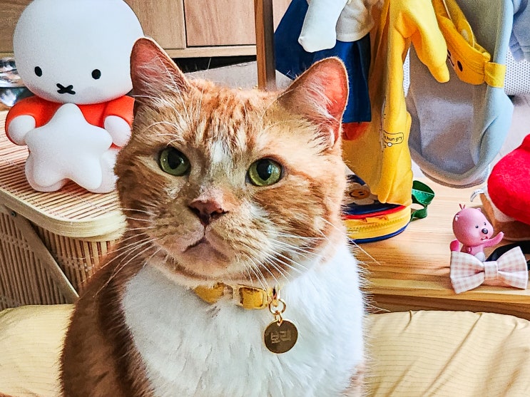  고양이 목걸이 인식표 필요 이유와 올바른 이름표 교육법