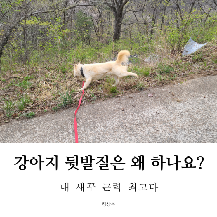  산책 나가면 강아지가 뒷발질을 해요! 강아지 뒷발길질 이유