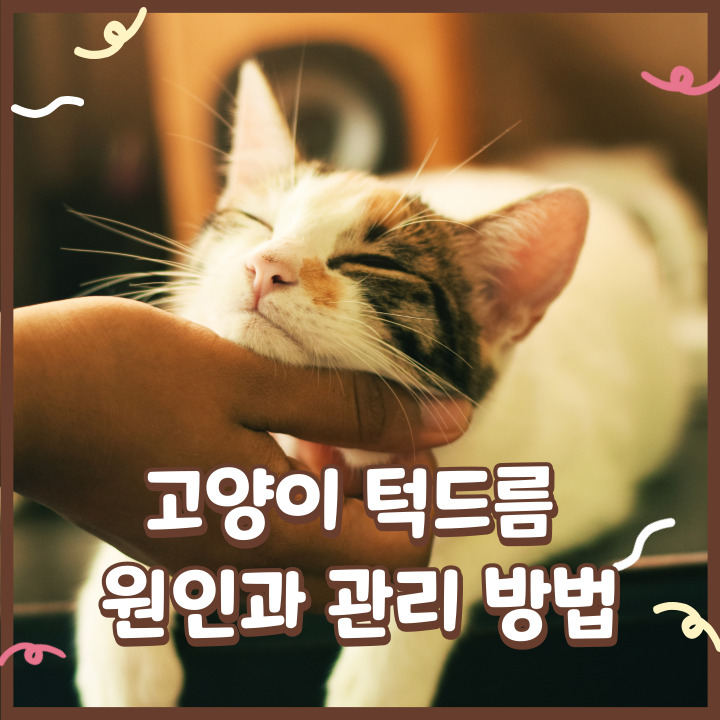  고양이 턱드름 원인과 관리 방법, 티슈로 닦아줘요