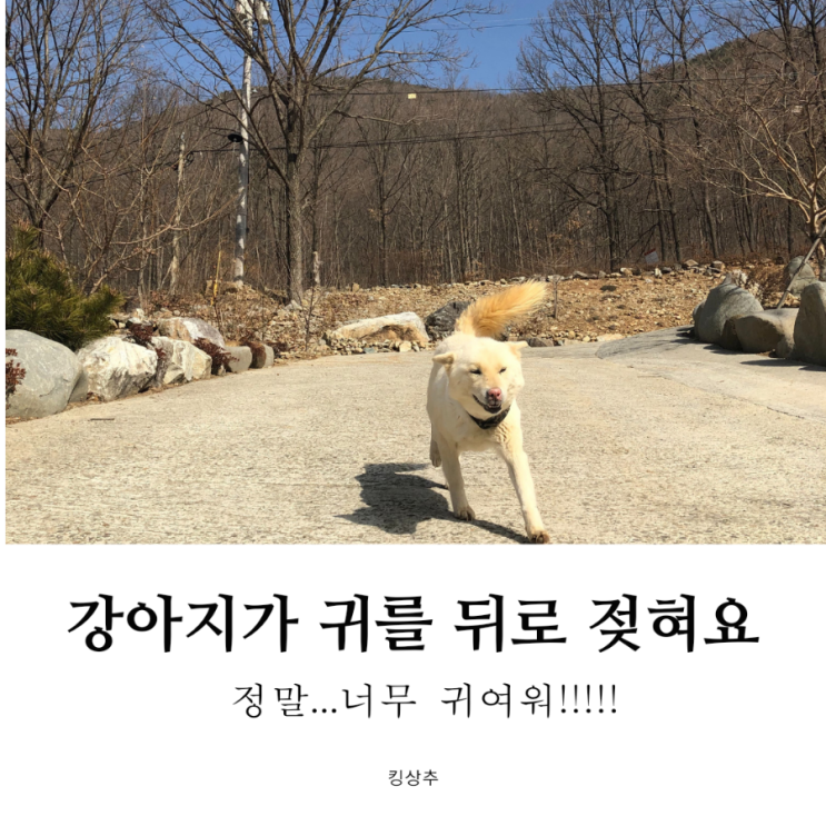 강아지가 귀를 뒤로 젖혀요 강아지 귀 뒤로 젖히는 이유