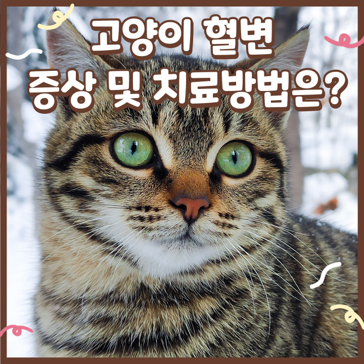 고양이 피똥 원인 고양이 혈변 증상 및 치료방법은?