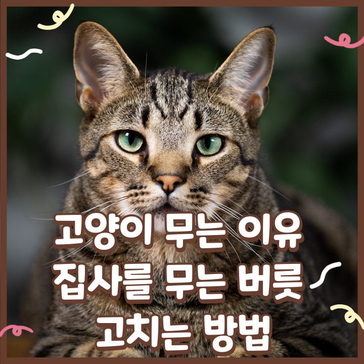  고양이 무는 이유, 집사를 무는 버릇 고치는 방법