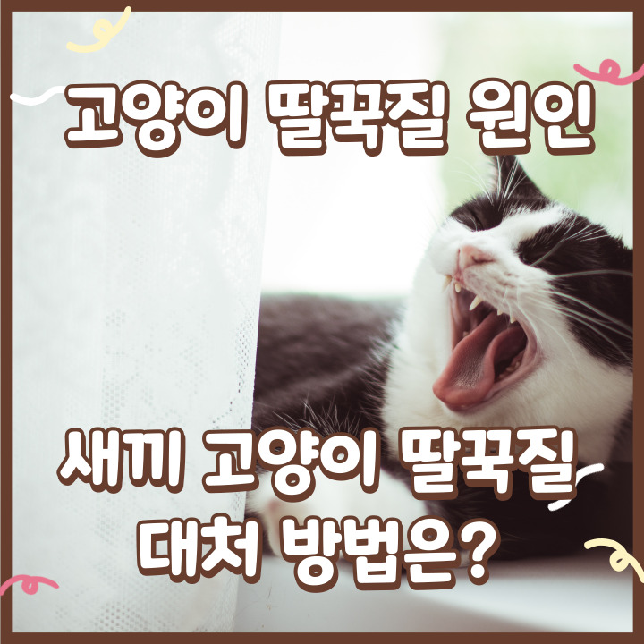  고양이 딸꾹질 원인, 새끼 고양이 딸꾹질 대처 방법은?
