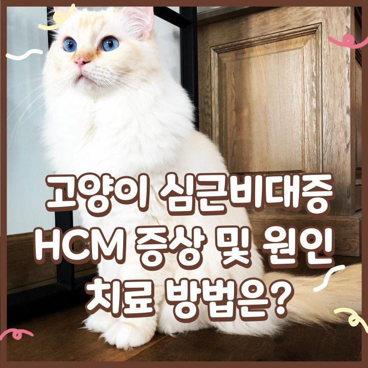 고양이 심근비대증 HCM 증상 및 원인 치료 방법은?