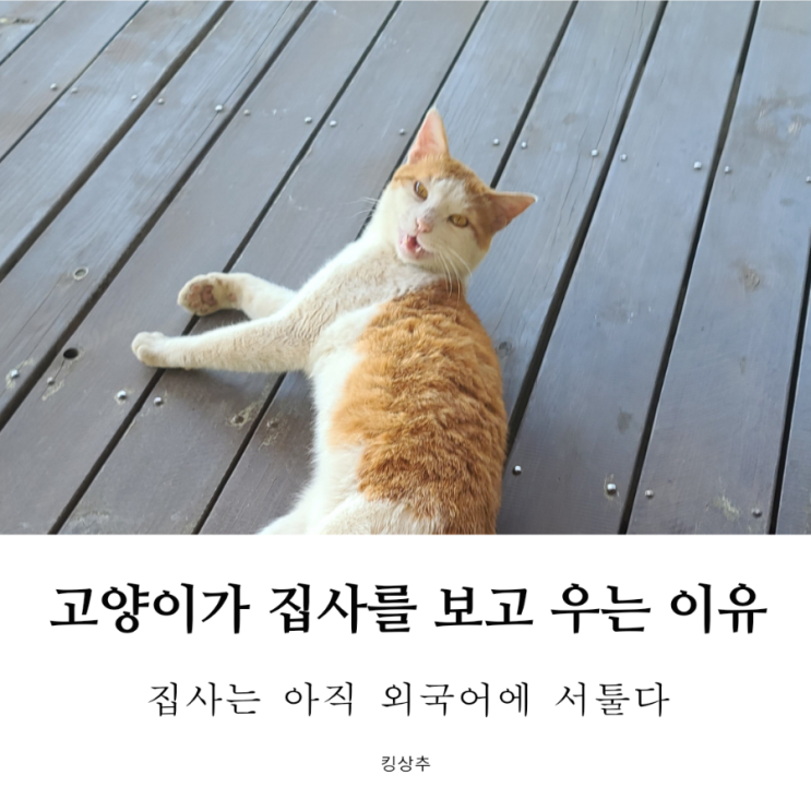  고양이가 말이 너무 많아요 고양이 우는 이유