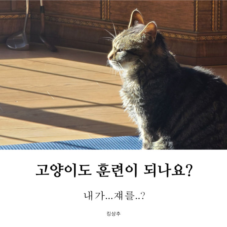  고양이도 훈련이 될까? 고양이 훈련 고양이 교육